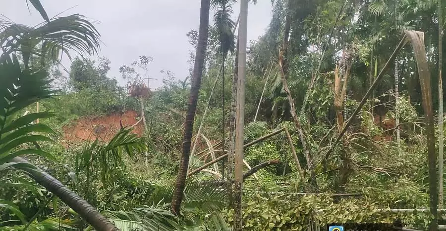 Karnataka : बारिश में कमी, सुपारी के बागानों को नुकसान Karnataka : बारिश में कमी, सुपारी के बागानों को नुकसान