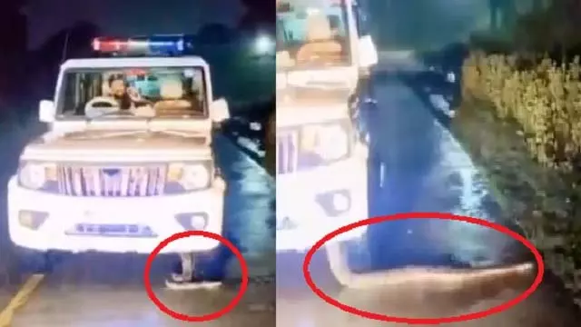 रात्रि गश्त के दौरान पुलिस वाहन से 12 फुट लंबा अजगर बाहर निकला रात्रि गश्त के दौरान पुलिस वाहन से 12 फुट लंबा अजगर बाहर निकला