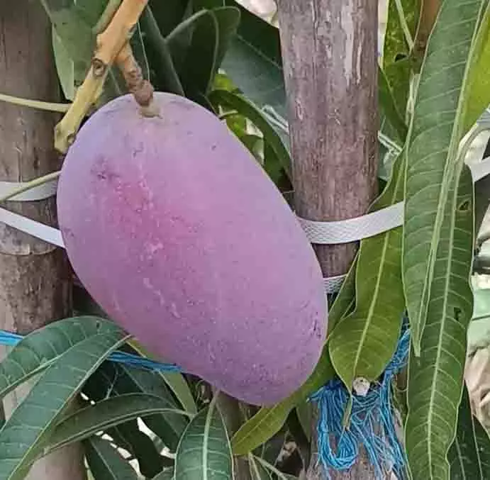 Sirmaur के किसान ने दुनिया के सबसे महंगे आम की खेती की Sirmaur के किसान ने दुनिया के सबसे महंगे आम की खेती की