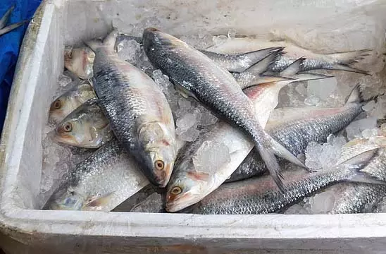 लाखों की हिलसा मछली चोरी, शांतिपुर बाजार में सुरक्षा कड़ी लाखों की हिलसा मछली चोरी, शांतिपुर बाजार में सुरक्षा कड़ी