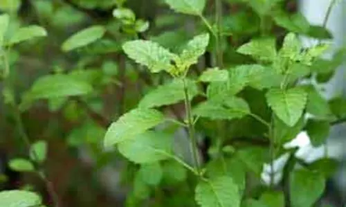 Benefits Of Eating Tulsi Leaves: अगर आप भी सुबह तुलसी के पत्ते खाते हैं, तो फायदे जानकर खुश हो जाएंगे