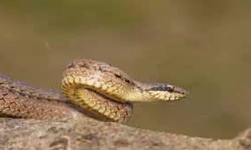 धर्म: जानिए सपना है या हकीकत, सावन के महीने में सांप देखने का क्या होता है मतलब