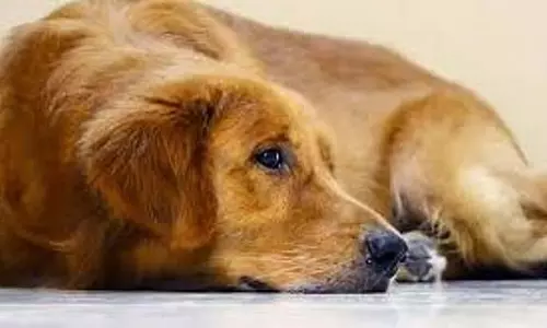 पुलिस ने कुत्ते के निवास प्रमाण पत्र के लिए आवेदन करने वाले कर्मचारियों और आवेदक के खिलाफ मामला दर्ज किया