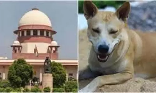 DELHI कुत्ते के काटने से मौत पर सुप्रीम कोर्ट ने लिया स्वतः संज्ञान, कहा चिंताजनक आंकड़े