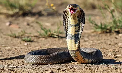 Nag Panchami 2025:   नाग पंचमी की शाम करें ये खास उपाय, काल श्राप और अन्य दोषों से मिलेगी मुक्ति