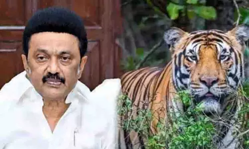 Tamil Nadu गर्व से गर्जना: अंतर्राष्ट्रीय बाघ दिवस पर सीएम स्टालिन