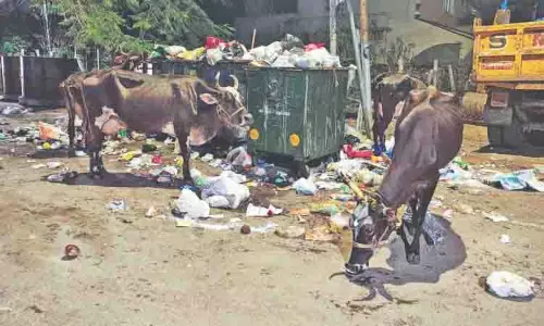 Chennai: पूम्पुहार नगर के निवासी आवारा मवेशियों और साफ़ न किए गए कचरे से चिंतित