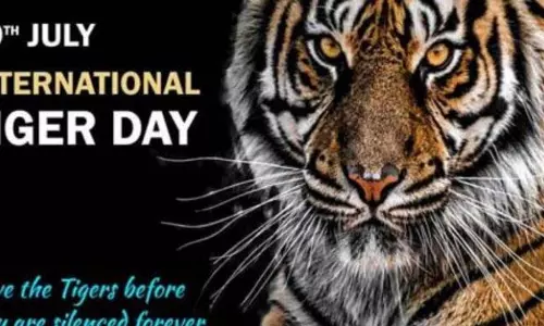 अंतर्राष्ट्रीय बाघ दिवस: ओडिशा में बाघों की बढ़ती संख्या गर्व और चुनौतियां दोनों