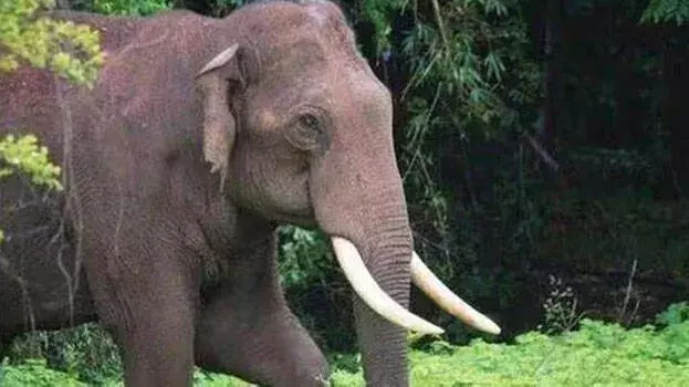 Idukki में जंगली हाथी ने टैपिंग कर्मचारी को कुचलकर मार डाला