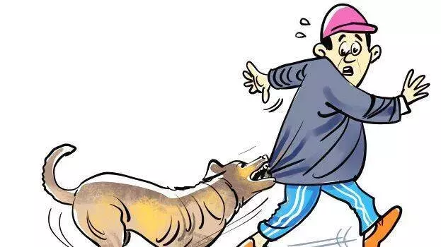 Kerala: आवारा कुत्तों की बढ़ती समस्या पर कोर्ट नाराज़, सरकार को लगाई फटकार Kerala: आवारा कुत्तों की बढ़ती समस्या पर कोर्ट नाराज़, सरकार को लगाई फटकार