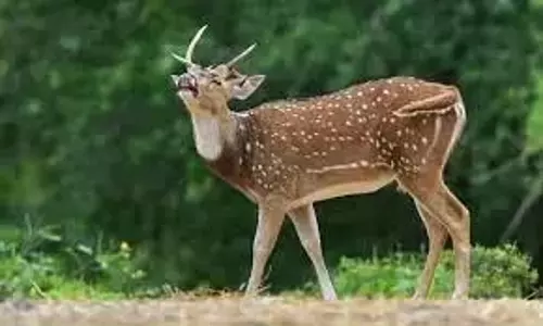 Kurnool के किसानों के लिए जंगली हिरण बने दुःस्वप्न
