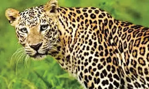 Kerala : कराकुन्नु में फिर देखा गया बाघ, स्थानीय लोग चिंतित Kerala : कराकुन्नु में फिर देखा गया बाघ, स्थानीय लोग चिंतित