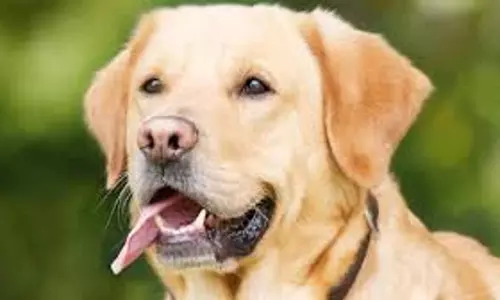 Kottayam के हाचिको की कहानी पेट्रोल पंप की रखवाली करता है, चिकन और पोरोटा का शौकीन है Kottayam के हाचिको की कहानी पेट्रोल पंप की रखवाली करता है, चिकन और पोरोटा का शौकीन है