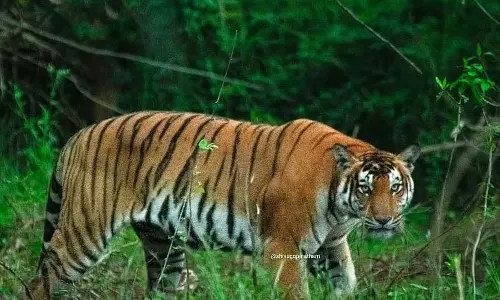 महादेश्वर वन्यजीव अभयारण्य; बाघों की संख्या में वृद्धि