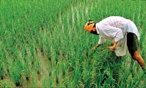 Kamalganj: प्राकृतिक आपदा ने छीनी किसान की उम्मीद Kamalganj: प्राकृतिक आपदा ने छीनी किसान की उम्मीद
