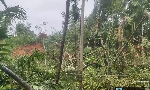 Karnataka : बारिश में कमी, सुपारी के बागानों को नुकसान Karnataka : बारिश में कमी, सुपारी के बागानों को नुकसान