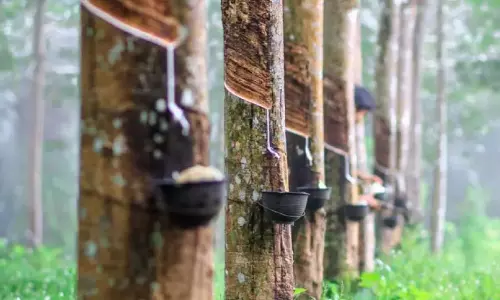 Kerala : रबर की कीमत 210 रुपये पर Kerala : रबर की कीमत 210 रुपये पर