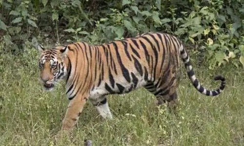 World Tiger Day: सह्याद्री-कोंकण में 32 बाघ, लेकिन प्रवास पथों पर पास की कमी World Tiger Day: सह्याद्री-कोंकण में 32 बाघ, लेकिन प्रवास पथों पर पास की कमी
