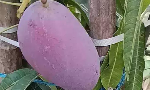 Sirmaur के किसान ने दुनिया के सबसे महंगे आम की खेती की