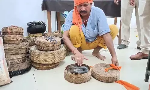 नाग पंचमी पर जबलपुर में 50 से अधिक सांपों का मुंह चिपका, दांत टूटे