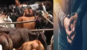 Prayagraj: लंबे समय से फरार इनामी गौतस्कर गिरफ्तार Prayagraj: लंबे समय से फरार इनामी गौतस्कर गिरफ्तार