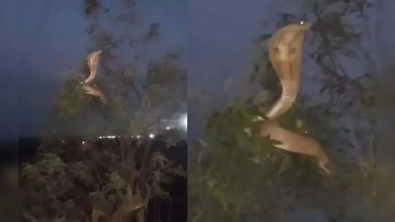 पेड़ की टहनी पर दिखा सांप, देखें VIDEO पेड़ की टहनी पर दिखा सांप, देखें VIDEO