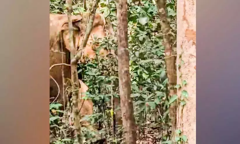 Kerala : जंगली हाथियों का जंगल में प्रवेश, स्कूल और गांव में दहशत Kerala : जंगली हाथियों का जंगल में प्रवेश, स्कूल और गांव में दहशत