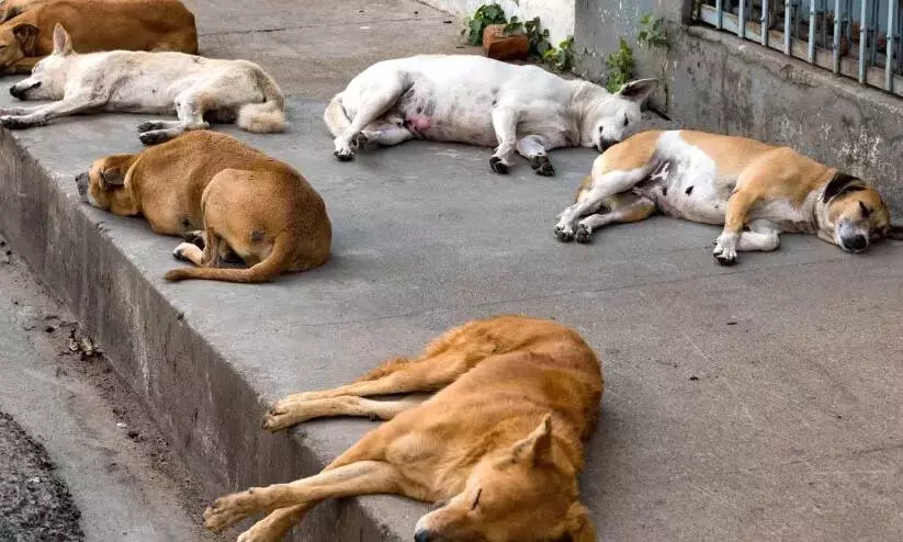 आवारा कुत्तों का उत्पीड़न बढ़ रहा है; जनप्रतिनिधियों को भी हमले की आशंका आवारा कुत्तों का उत्पीड़न बढ़ रहा है; जनप्रतिनिधियों को भी हमले की आशंका
