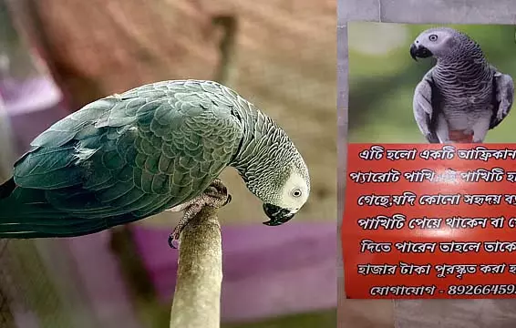 लापता प्रिय रियो, पड़ोस में पोस्टर और माइकिंग, एक जोड़े की पीड़ा लापता प्रिय रियो, पड़ोस में पोस्टर और माइकिंग, एक जोड़े की पीड़ा