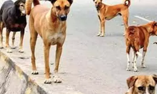 बुजुर्ग निकला था टहलने, कुत्तों ने नोचकर मार डाला