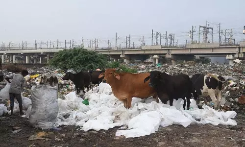 दिल्ली में कचरा डंपिंग की समस्या बढ़ी, नए डंपिंग स्थल पर विवाद दिल्ली में कचरा डंपिंग की समस्या बढ़ी, नए डंपिंग स्थल पर विवाद