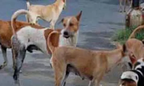 Bengaluru: कुत्तों के झुंड के कथित हमले में बुजुर्ग व्यक्ति की मौत