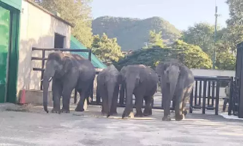 ऐतिहासिक वन्यजीव विनिमय: Bannerghatta जैविक उद्यान से चार हाथियों को जापान भेजा गया