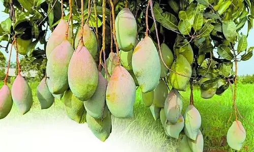 आम का बीमा; पंजीकरण कल समाप्त