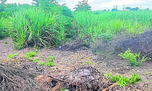 Karnataka : फसल बीमा पंजीकरण की अंतिम तिथि 11 अगस्त Karnataka : फसल बीमा पंजीकरण की अंतिम तिथि 11 अगस्त