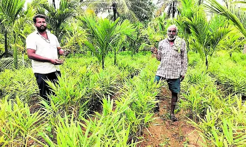 Karnataka : अदरक पर आग का प्रकोप, किसान संकट में