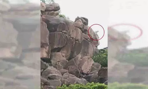 Nirmal कस्बे में तेंदुए के दिखने से हड़कंप