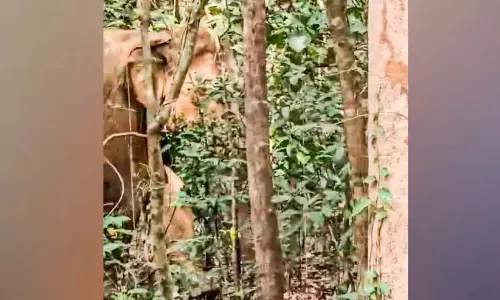 Kerala : जंगली हाथियों का जंगल में प्रवेश, स्कूल और गांव में दहशत Kerala : जंगली हाथियों का जंगल में प्रवेश, स्कूल और गांव में दहशत