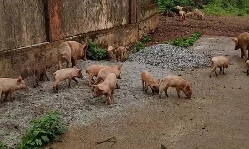 Sirsi : सूअरों का आतंक, लोग परेशान