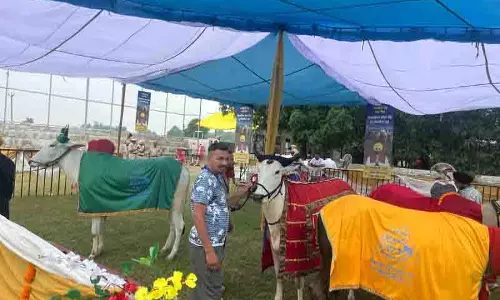 Punjab पशु खेलों के लिए खुले क्षेत्र के रूप में उभरेगा