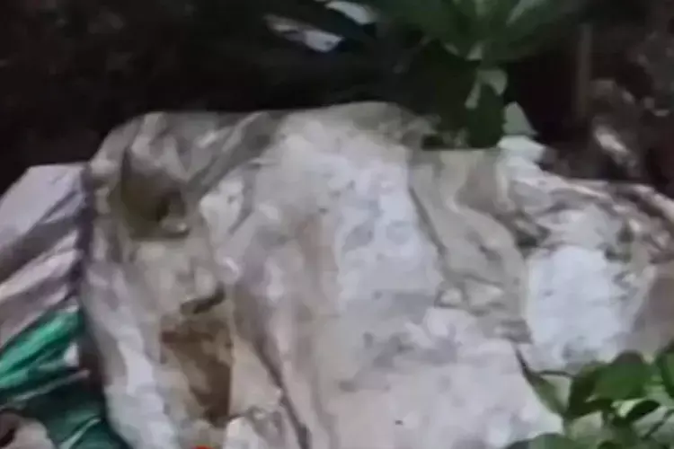 चौंकाने वाली हत्या पिता की हत्या कर शव को बोरे में फेंकने के आरोप में त्रिशूर का व्यक्ति गिरफ्तार चौंकाने वाली हत्या पिता की हत्या कर शव को बोरे में फेंकने के आरोप में त्रिशूर का व्यक्ति गिरफ्तार