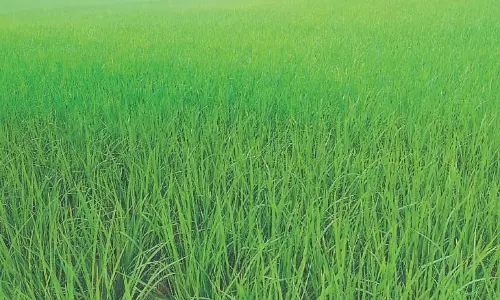 अन्नदाताओं के पसीने से लहलहाई धान की फसल अन्नदाताओं के पसीने से लहलहाई धान की फसल