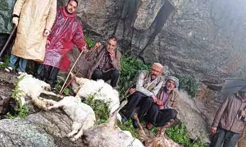 Kangra की बोह घाटी में बिजली गिरने से 120 भेड़-बकरियों की मौत