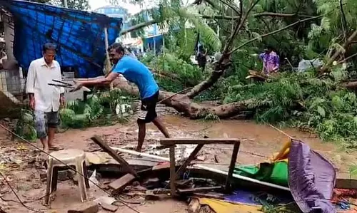 लगातार बारिश से स्वरूपनगर में कई पेड़ उखड़ गए, यातायात बाधित