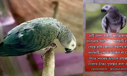 लापता प्रिय रियो, पड़ोस में पोस्टर और माइकिंग, एक जोड़े की पीड़ा लापता प्रिय रियो, पड़ोस में पोस्टर और माइकिंग, एक जोड़े की पीड़ा