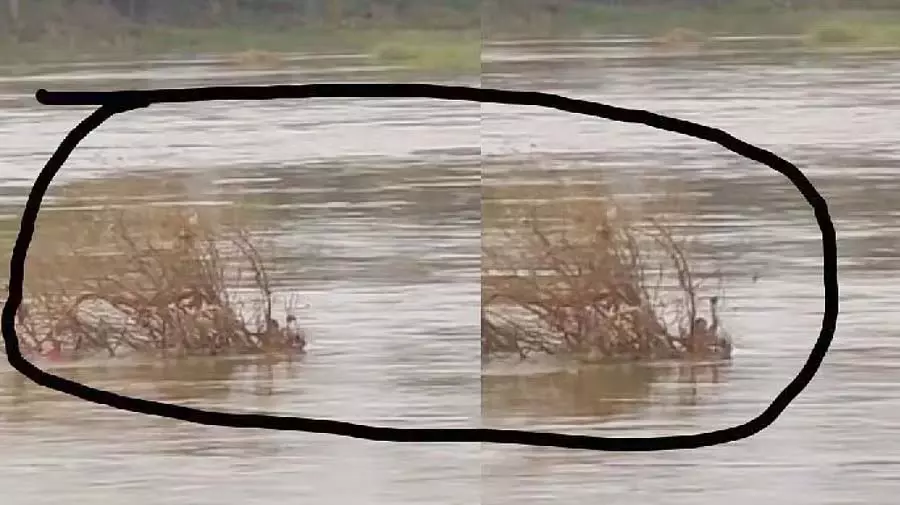 Haveri : कपड़े धोने गई महिला तुंगभद्रा नदी में बह गई Haveri : कपड़े धोने गई महिला तुंगभद्रा नदी में बह गई