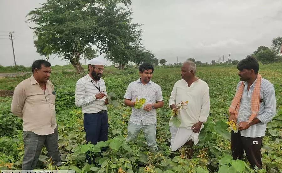 Navalgund : नाम की फसल में पीला रोग; नियंत्रण हेतु सलाह Navalgund : नाम की फसल में पीला रोग; नियंत्रण हेतु सलाह