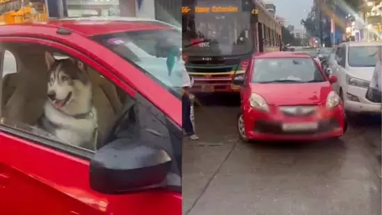 मुंबई में ट्रैफिक जाम का नया कारण, ड्राइवर की सीट पर हस्की मुंबई में ट्रैफिक जाम का नया कारण, ड्राइवर की सीट पर हस्की