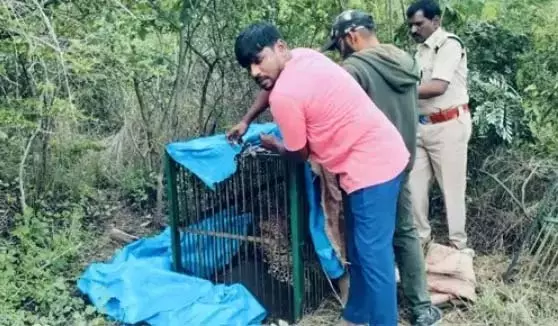 Telangana: मोइनाबाद के फ़ॉरेस्ट ट्रेक पार्क में तेंदुआ पकड़ा गया Telangana: मोइनाबाद के फ़ॉरेस्ट ट्रेक पार्क में तेंदुआ पकड़ा गया