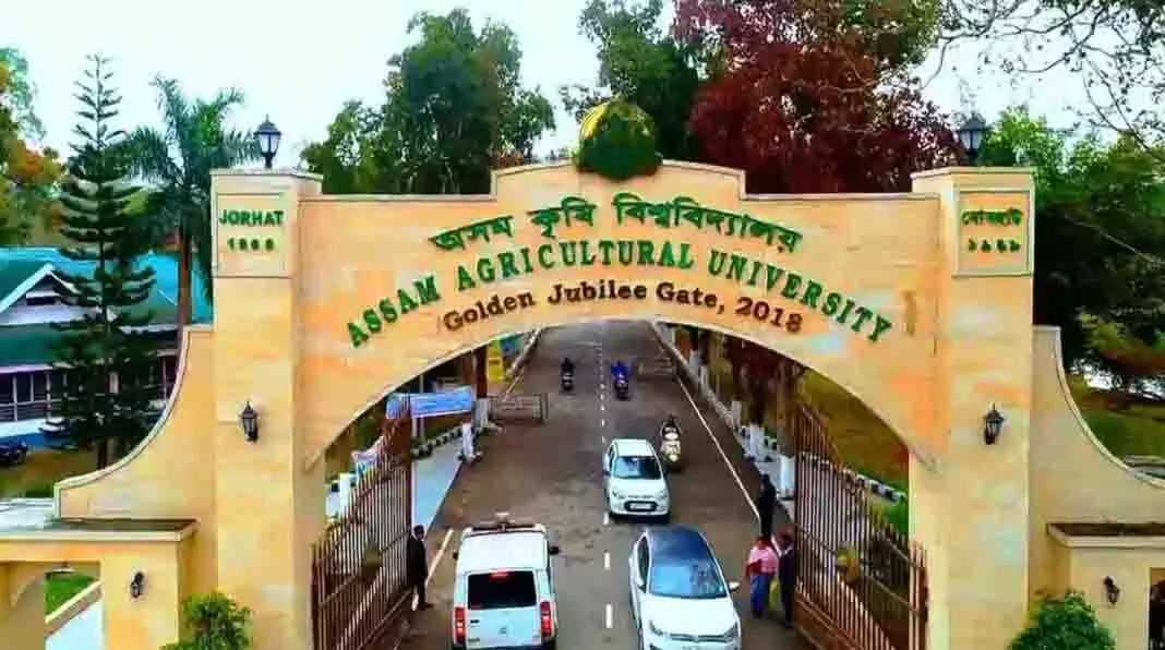 अस्वीकृति के बीच निर्यात-गुणवत्ता वाले चावल के बीजों को बढ़ावा देने के लिए AAU ने पहल शुरू की अस्वीकृति के बीच निर्यात-गुणवत्ता वाले चावल के बीजों को बढ़ावा देने के लिए AAU ने पहल शुरू की